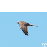 گونه سنقر تالابی شرقی Eastern Marsh Harrier